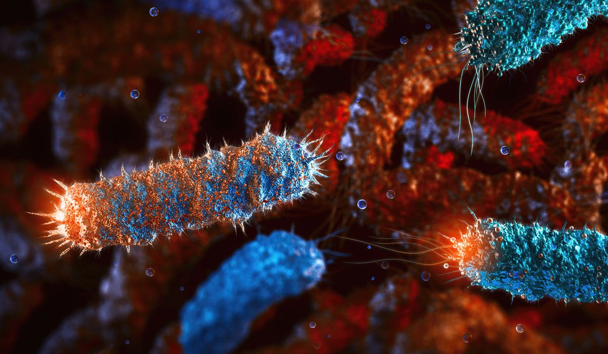 Pathogenic rod-shaped salmonella bacteria