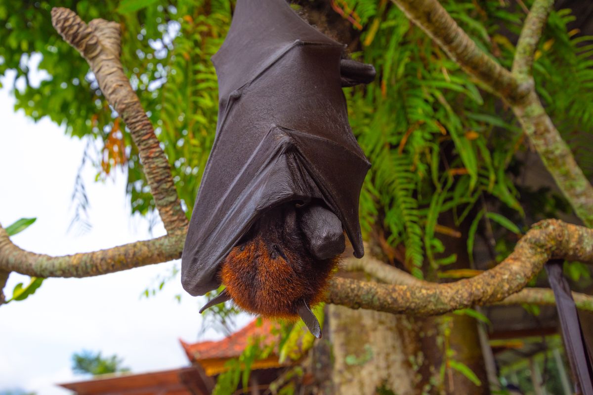 Fruit bat