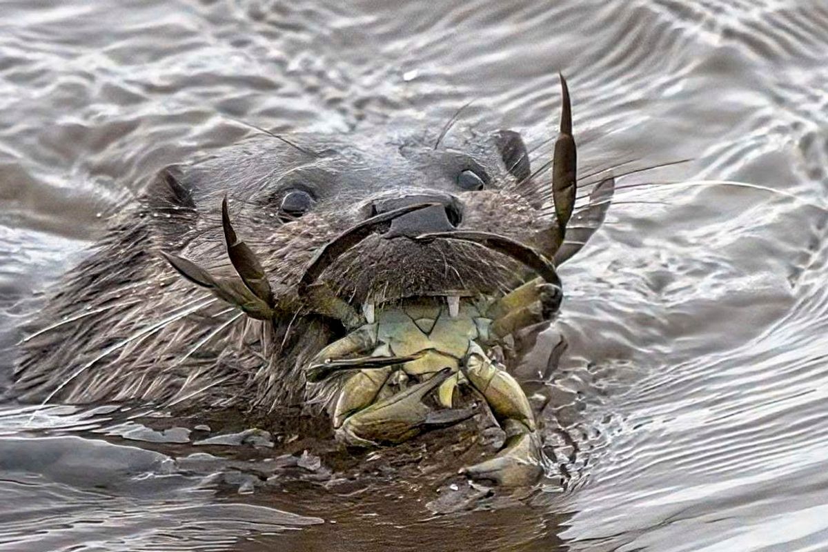 An otter eating a crab in the River Coquet, Northumberland