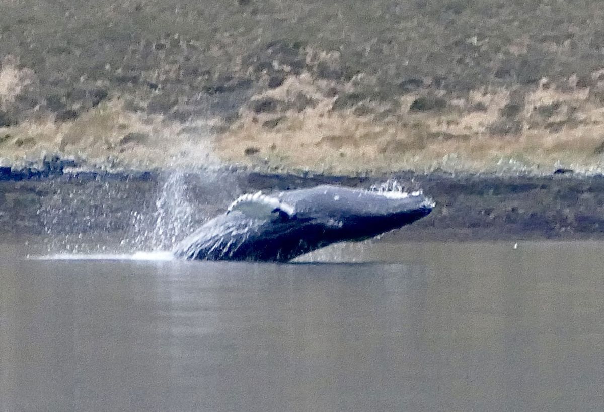 The huge humpback whale surfaced next to the couple in the small sea loch