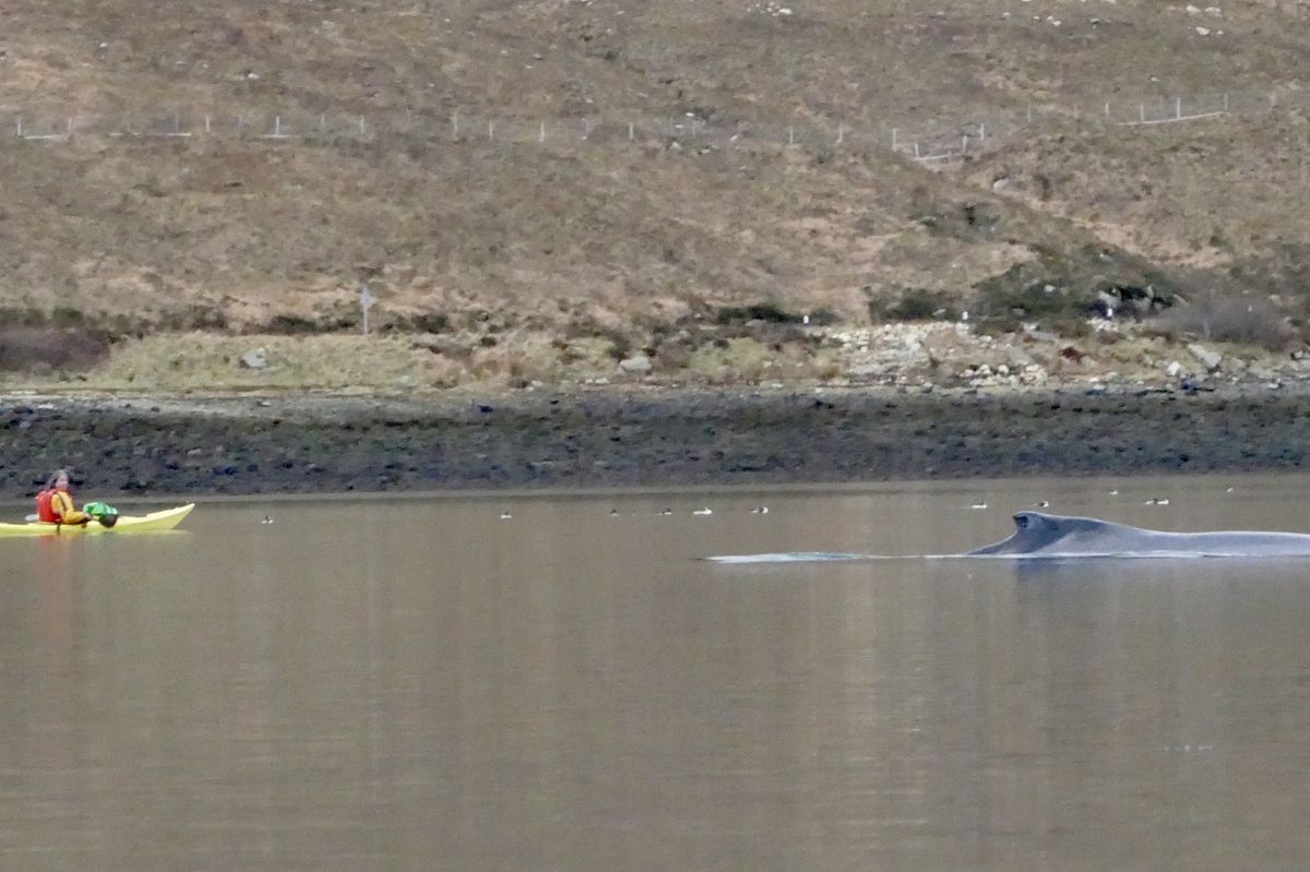 The humpback whale was spotted by Ingrid and Sean