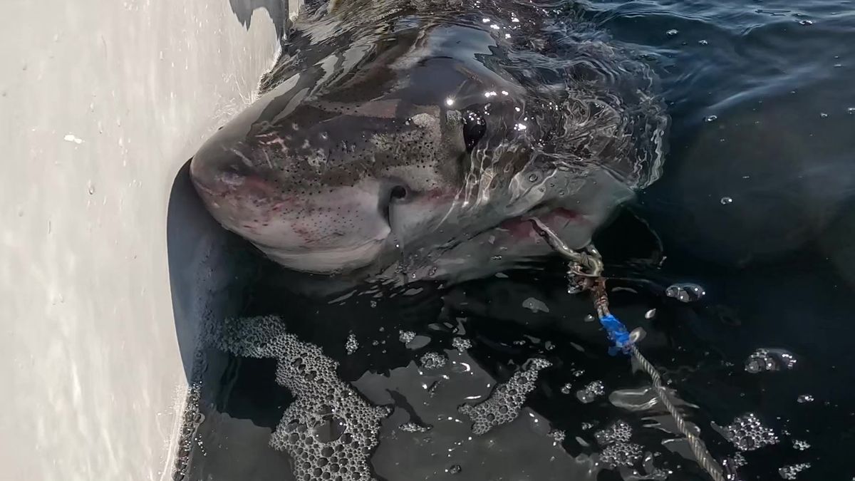 Video screengrab of a juvenile great white shark measuring 8ft 10in alongside a boat