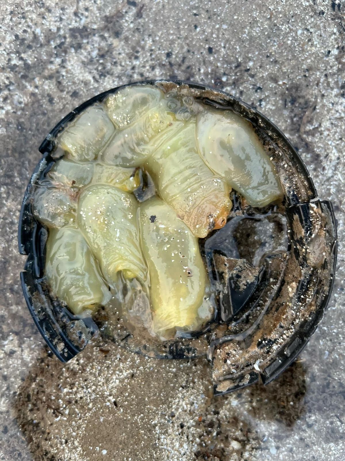 Picture of 4 or 5 blobby almost transparent tubular creatures nestled into a coffee cup. 