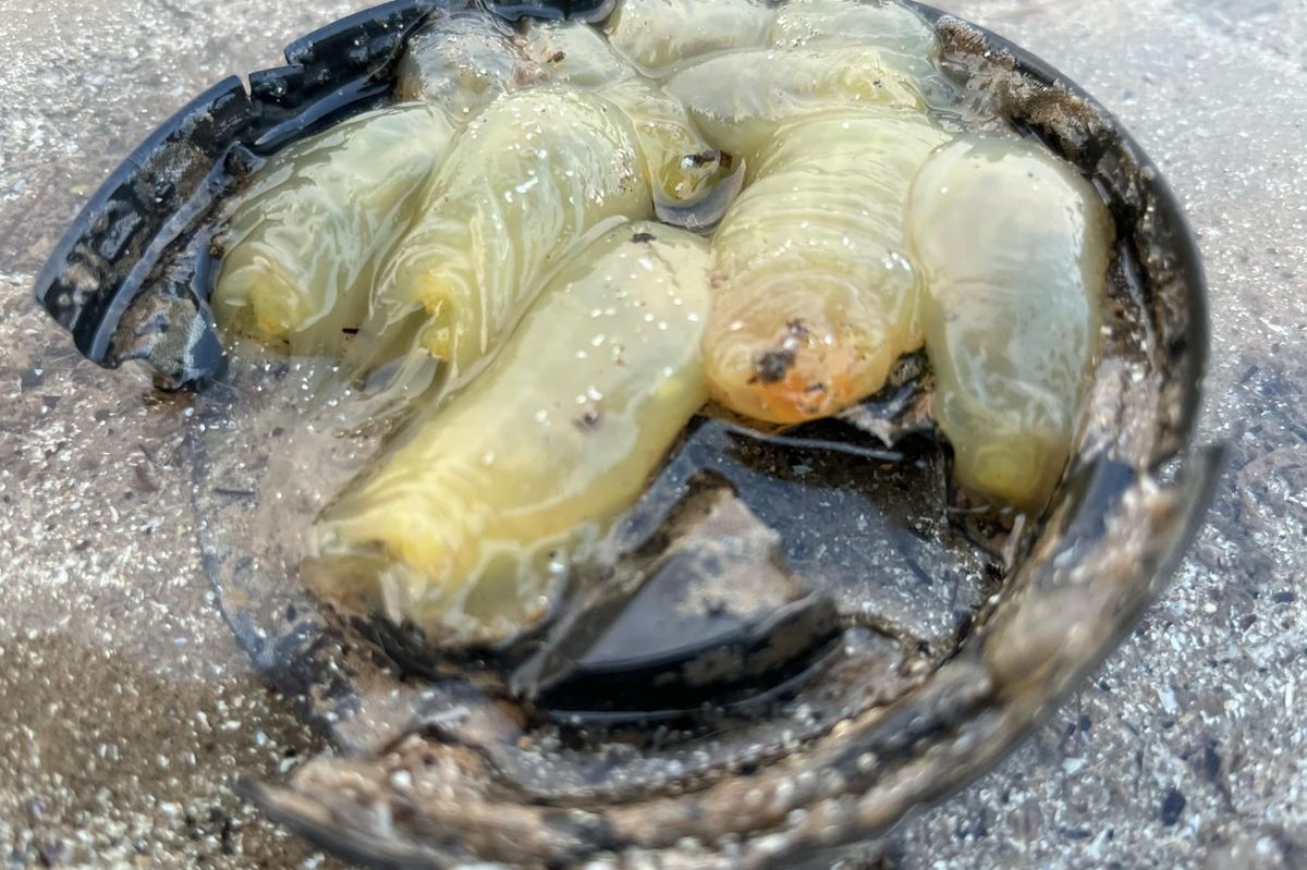 Picture of 4 or 5 blobby almost transparent tubular creatures nestled into a coffee cup. 