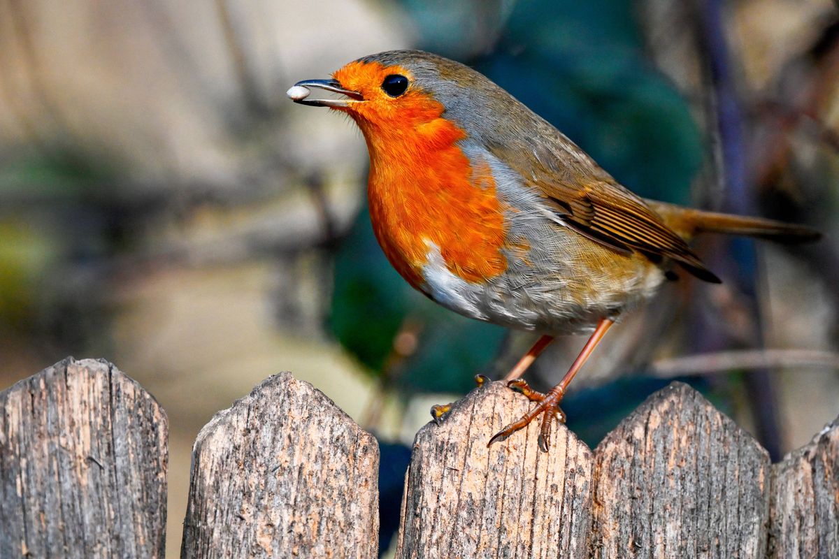 Robin, a passerine bird, holding a seed in its beak