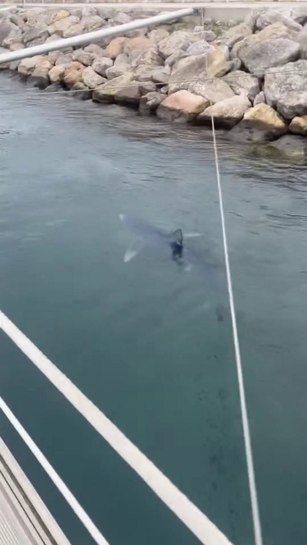 A shark, thought to be a blue shark, swims through the waters of the Marina Botafoc in Ibiza