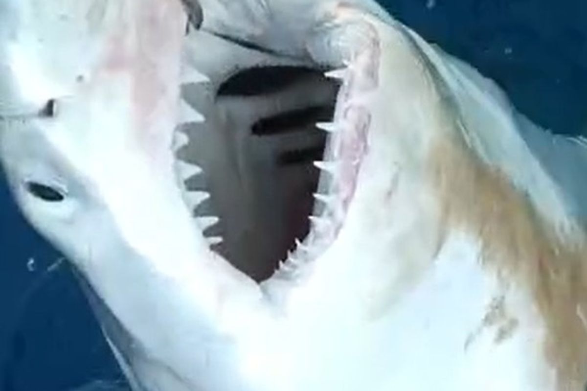 A juvenile Great White Shark caught off teh coast of Spain (Cover Images)