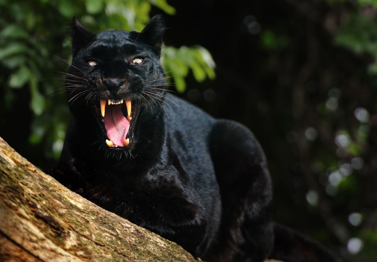 Close-up of a black leopard sitting on a tree and showing its teeth.