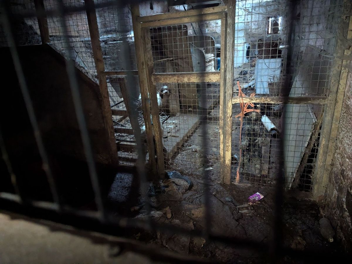 The conditions on the farm in County Durham