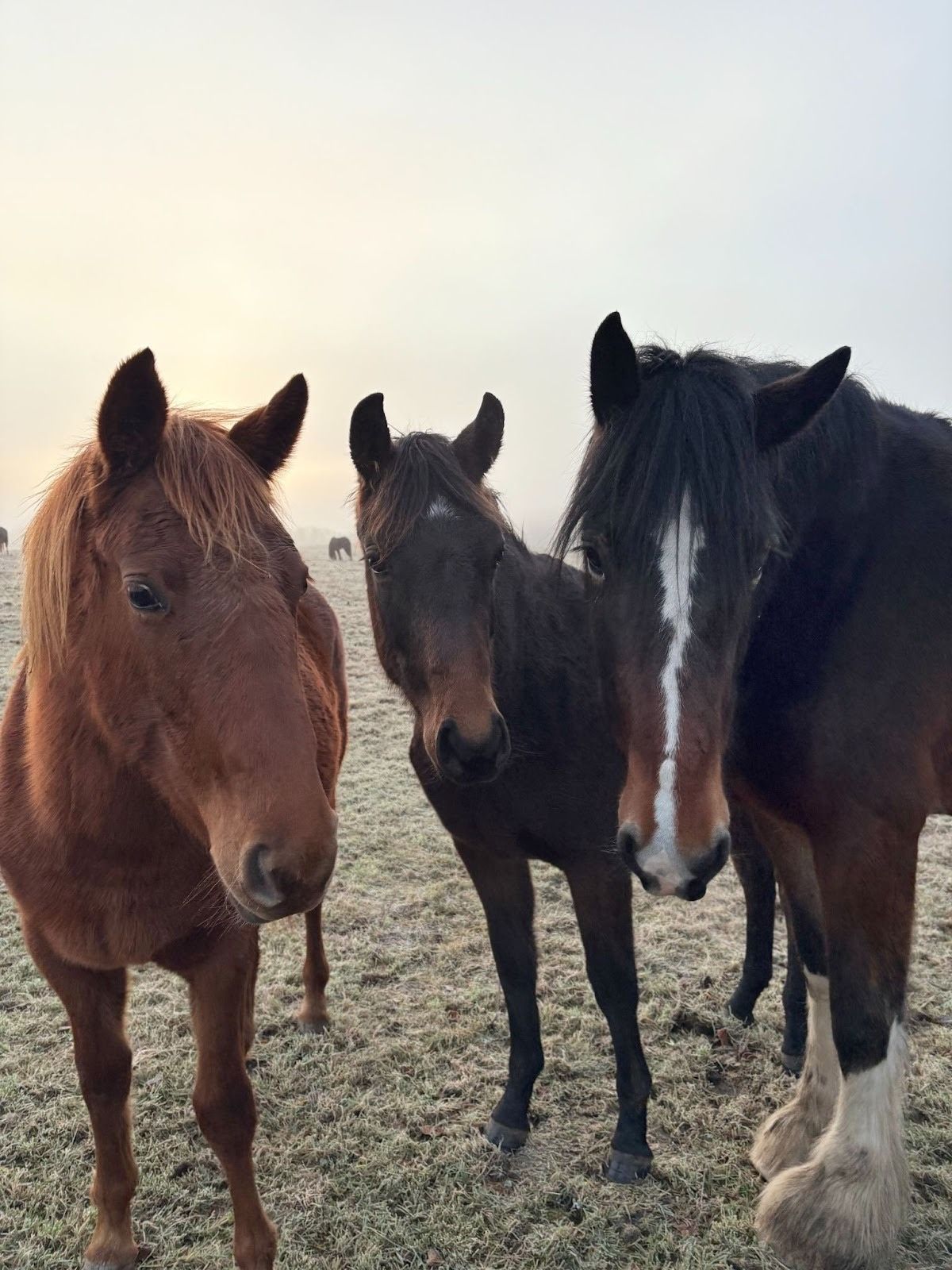 Horses from the farm which are now being looked after by the World Horse Welfare