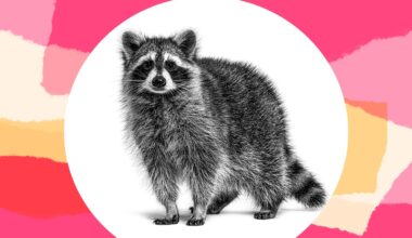 I Think Raccoons Are Filthy Animals. So Why Is My Husband Luring One Into Our Yard Every Night?
