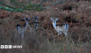 A picture of the Pornhub logo on a web browser.