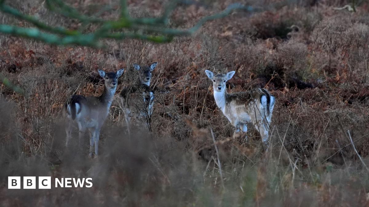 A picture of the Pornhub logo on a web browser.