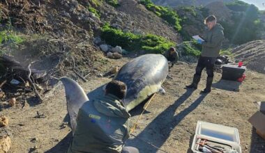 ! Murcia Today - Investigation Under Way After Four Whales Stranded Along The Murcia And Almería Coasts In One Day