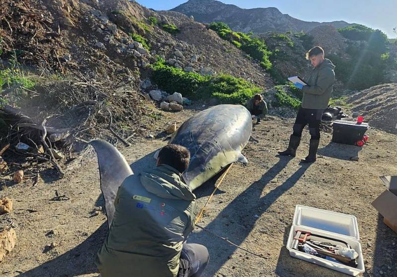! Murcia Today - Investigation Under Way After Four Whales Stranded Along The Murcia And Almería Coasts In One Day
