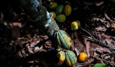 Ivory Coast considers cocoa price cut after Ghana