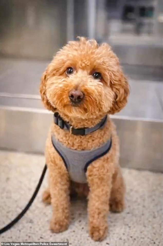 JetBlue, the dog abandoned at Nevada airport last year