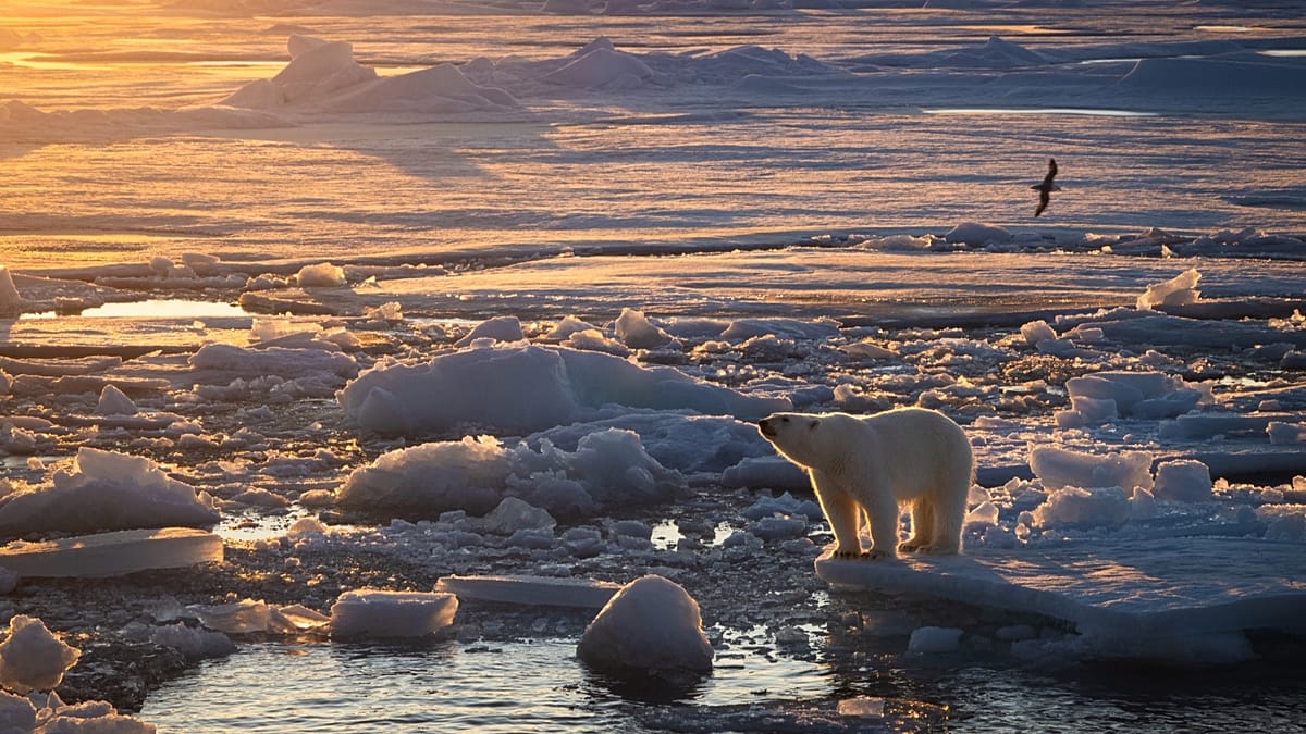 Polar bears are using ice loss to their advantage. But scientists warn it won’t last for long