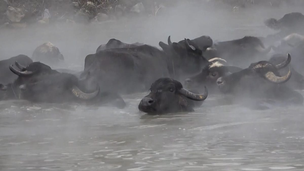 Video. Turkey: Unusual footage shows water buffaloes soaking in hot springs