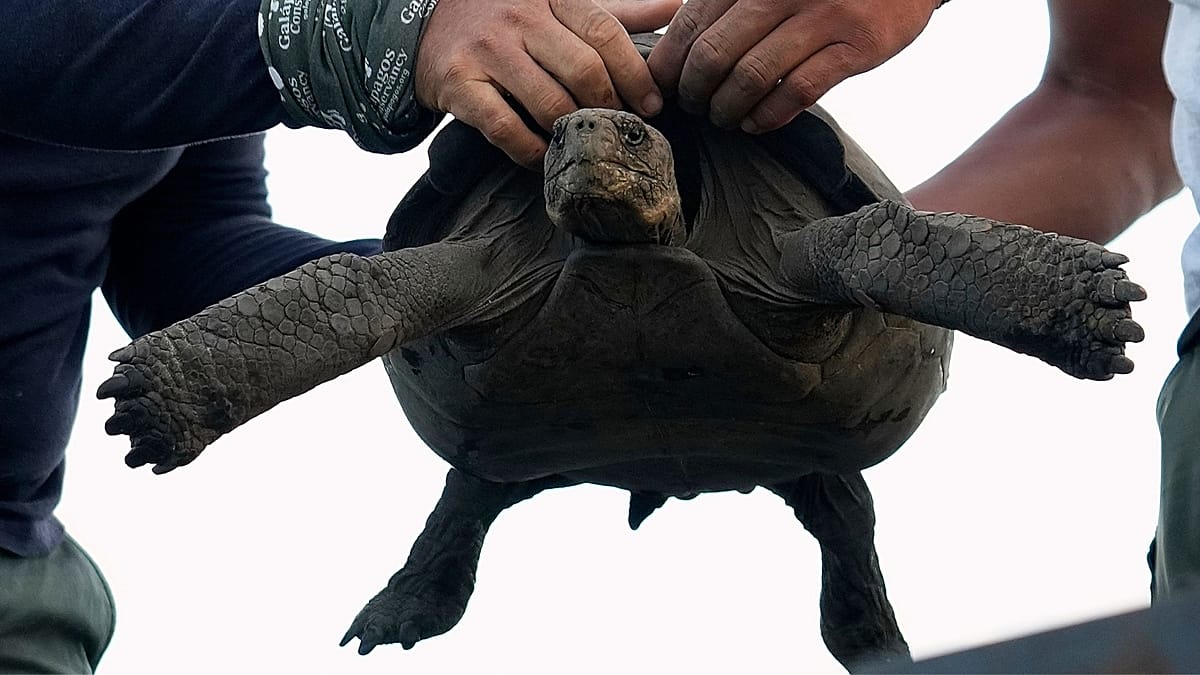 Giant tortoises are returning to this Galápagos island nearly 150 years after they went extinct