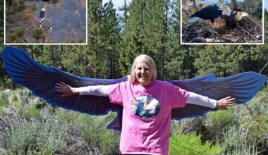 Voice of famed Big Bear bald eagle cam tragically passes away