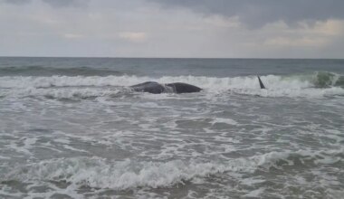 Watch: Carcass of sperm whale washes ashore at Zikim beach