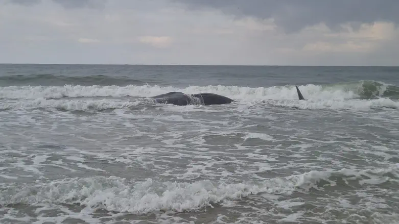 Watch: Carcass of sperm whale washes ashore at Zikim beach