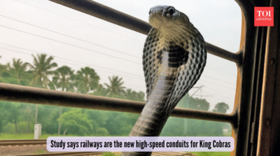 King Cobras taking the express? Study says railways are the new high-speed conduits for these deadly reptiles