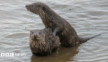 Two otter cubs playing on the shores of the River Wansbeck. They have sleek brown fur, large whiskers and have creme-coloured fur on their neck. One is standing on top of the other and they are playing together.