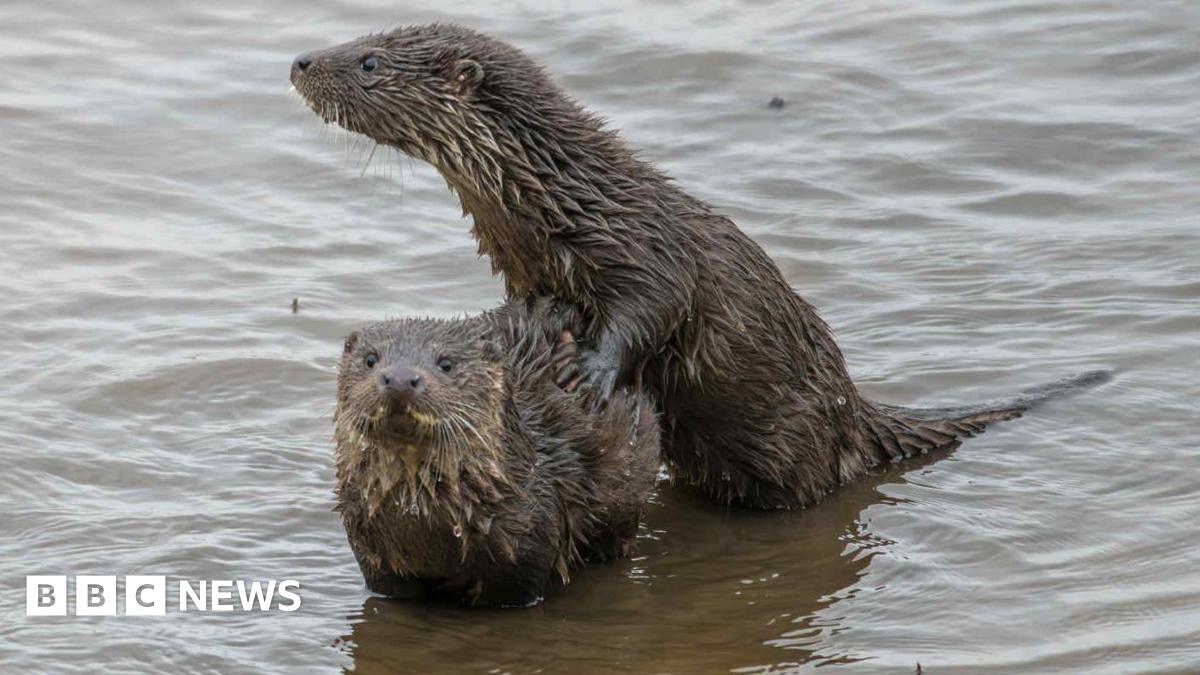 Two otter cubs playing on the shores of the River Wansbeck. They have sleek brown fur, large whiskers and have creme-coloured fur on their neck. One is standing on top of the other and they are playing together.