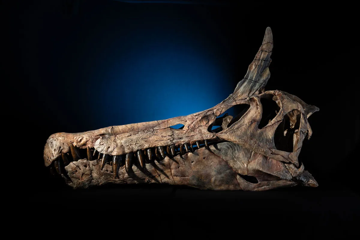 Skull cast of the new scimitar-crested spinosaurid.