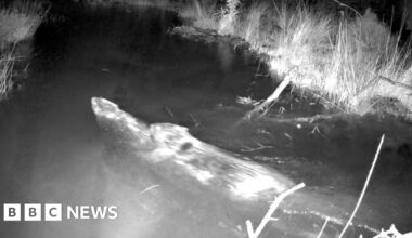 Trail cam footage of two beavers swimming.