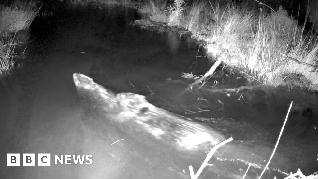 Trail cam footage of two beavers swimming.