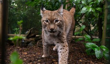 Eurasian lynx takes first steps in UK sanctuary after rescue from Ukraine