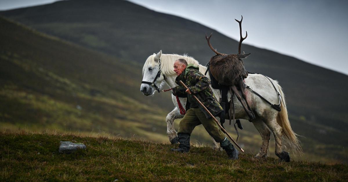 Sustained deer cull sees Scottish wilderness ‘come back to life’