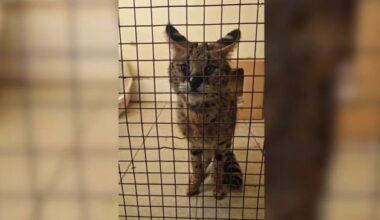 Emaciated African wildcat found in Roscommon is now thriving at Wexford wildlife park – ‘He wouldn’t have survived another night’