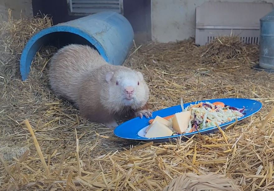 a groundhog looks at the camera