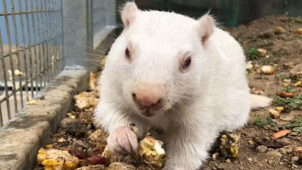 Wiarton Willie predicts early spring, but Punxsutawney Phil disagrees