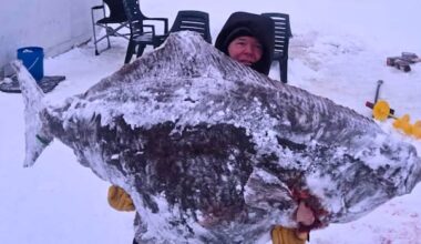 Quebec fisherman reels in 244-pound, record-breaking Atlantic halibut — for science