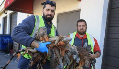 Florida blighted by plague of frozen IGUANAS as lizards drop from trees after coldest February in a century