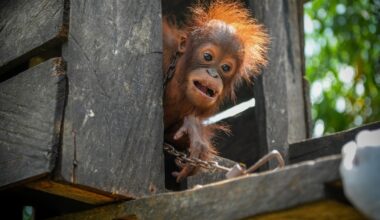 Orphaned Baby Orangutan Rescued from Captivity