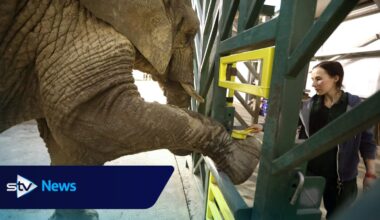 Safari park bids ‘very sad farewell’ to Scotland’s only African elephant