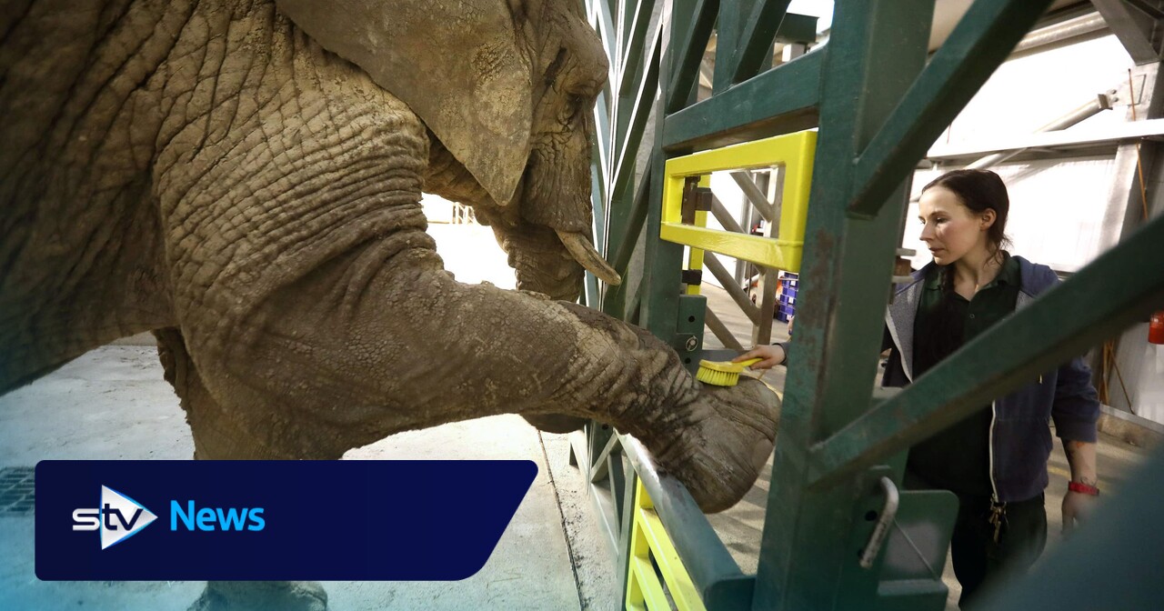 Safari park bids ‘very sad farewell’ to Scotland’s only African elephant