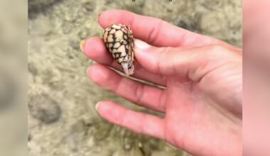 Woman Picks Up A 'Pretty' Shell — Then Learns It Could Have Killed Her