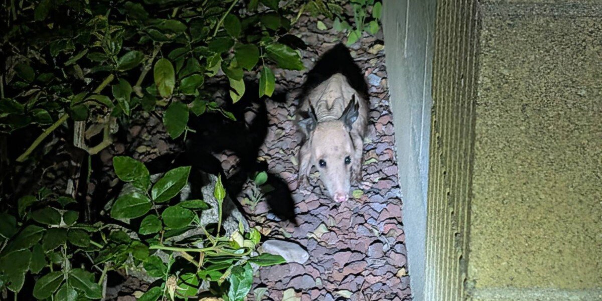 Couple Sees Strange, Naked Creature Run Across The Yard — Then Realize What It Is