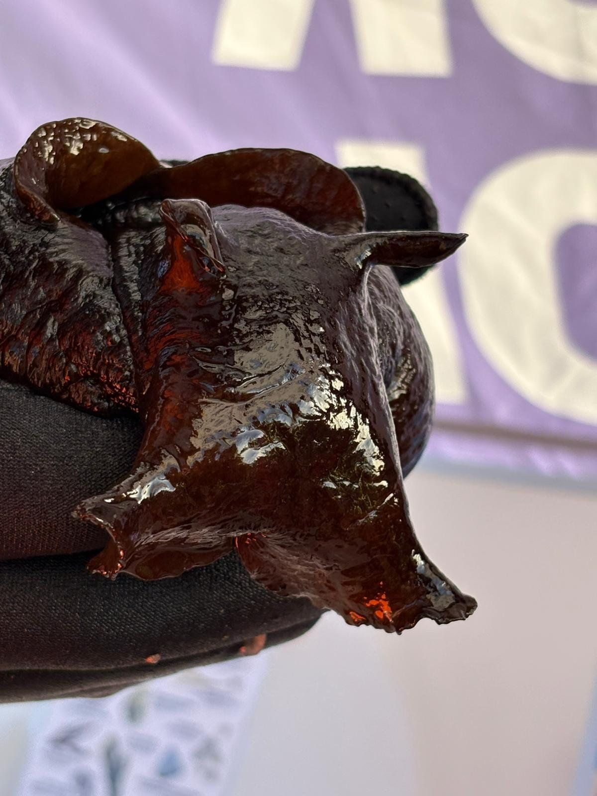 The Aplysia depilans found on a UK beach