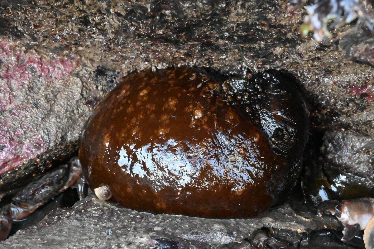 The Aplysia depilans found on a UK beach