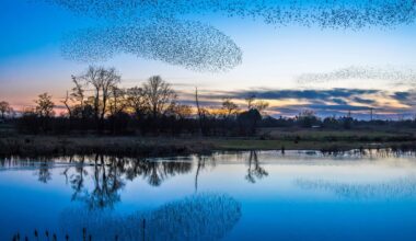 Spectacular scenes as starlings murmurate and are reflected in the water at Whixall Moss nature reserve in Shropshire.