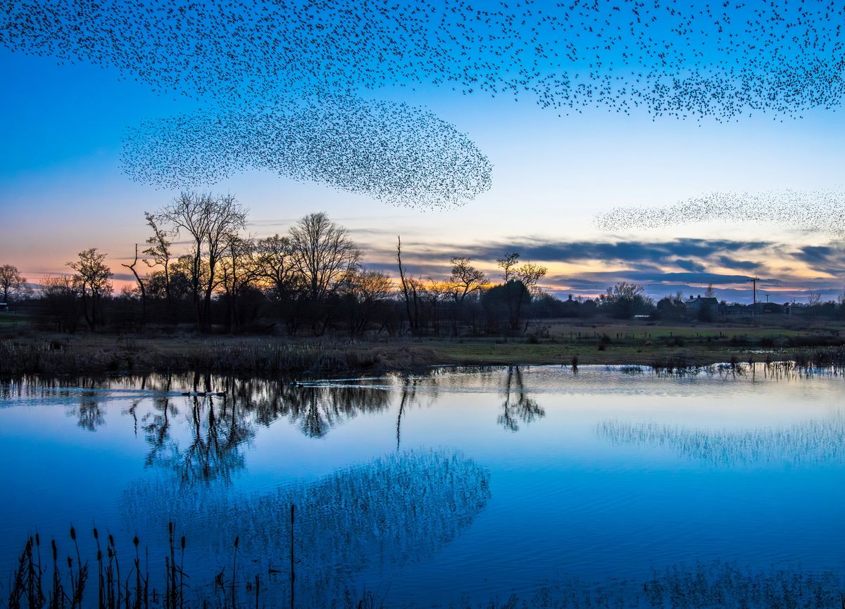 Spectacular scenes as starlings murmurate and are reflected in the water at Whixall Moss nature reserve in Shropshire.