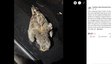 Yorkshire Dales Moorland Group in desperate attempt to divert attention away from conviction of Yorkshire Dales gamekeeper Racster Dingwall